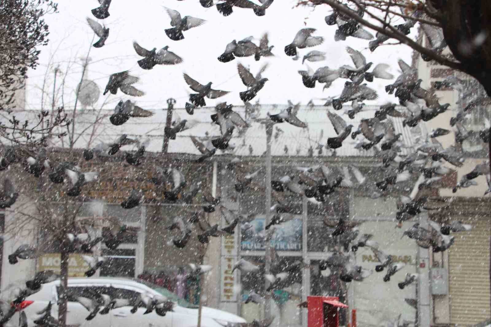 Van’da binlerce güvercini besleyen esnaf, kuşlara çocukları gibi bakıyor