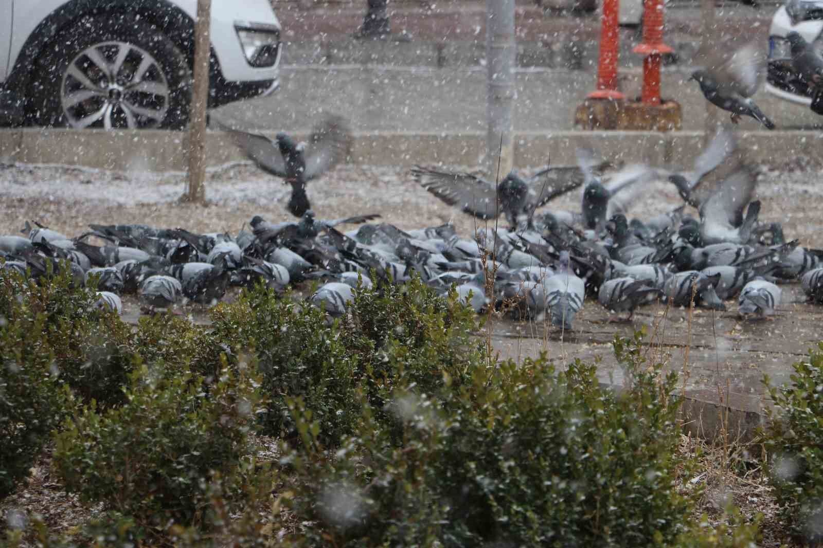 Van’da binlerce güvercini besleyen esnaf, kuşlara çocukları gibi bakıyor