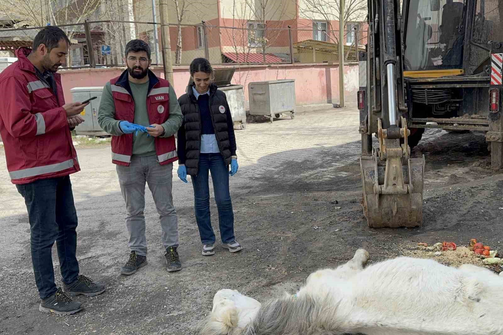 Açlık ve yorgunluktan yere yığılan katır hayata tutundu