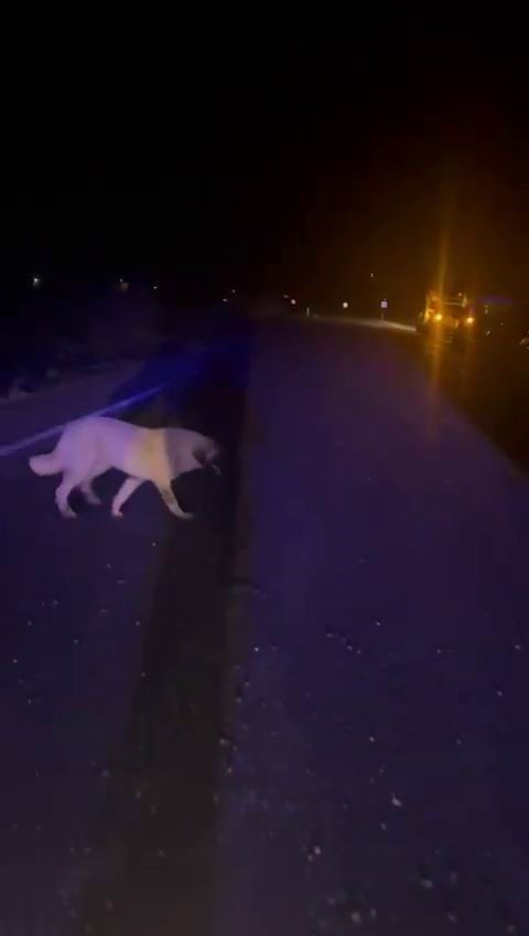 Köpeğe çarpmamak için direksiyonu kırdı, araç takla attı: 5 yaralı