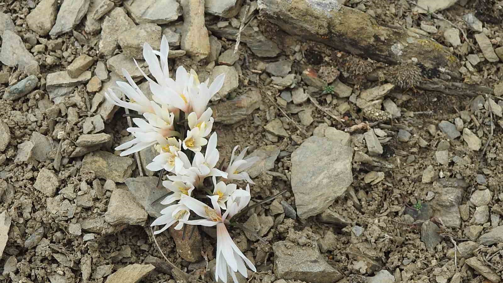 Erzincan’da kardelenler baharın müjdesini verdi
