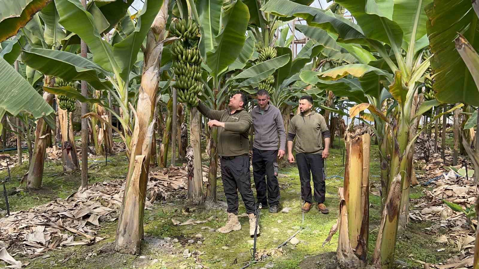 Zirai don afetinin etkilediği muz serada 45’TL’den alıcı buluyor