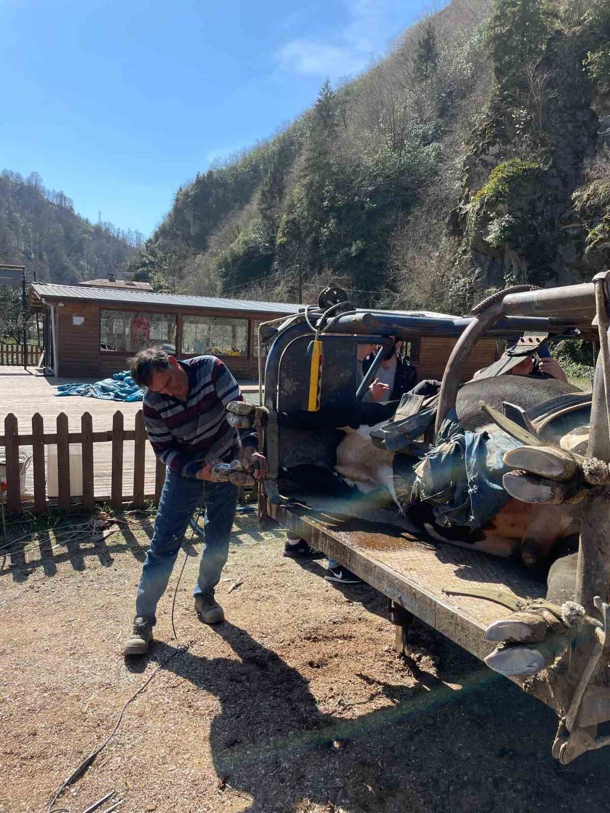 Rizeli boğa sahiplerine güreşler için Aydın’dan nalbant desteği