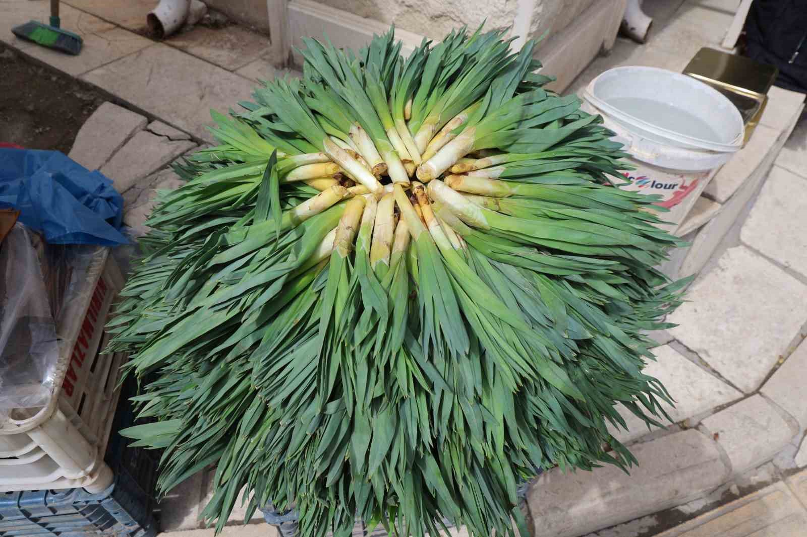 Doğal antibiyotik ‘çiriş otu’ tezgahlarda yerini aldı