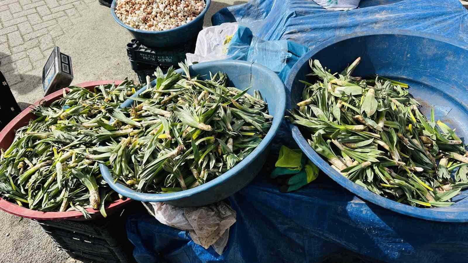 Çiriş otu tezgahlarındaki yerini aldı