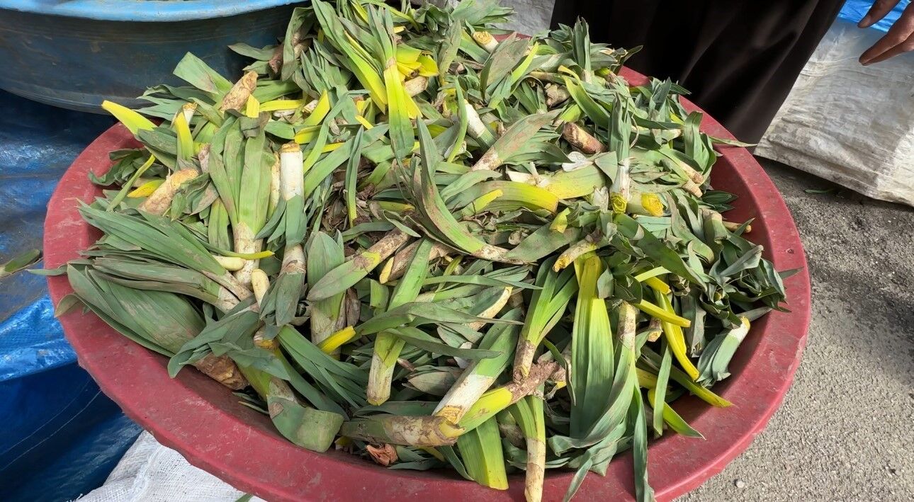 Çiriş otu tezgahlarındaki yerini aldı
