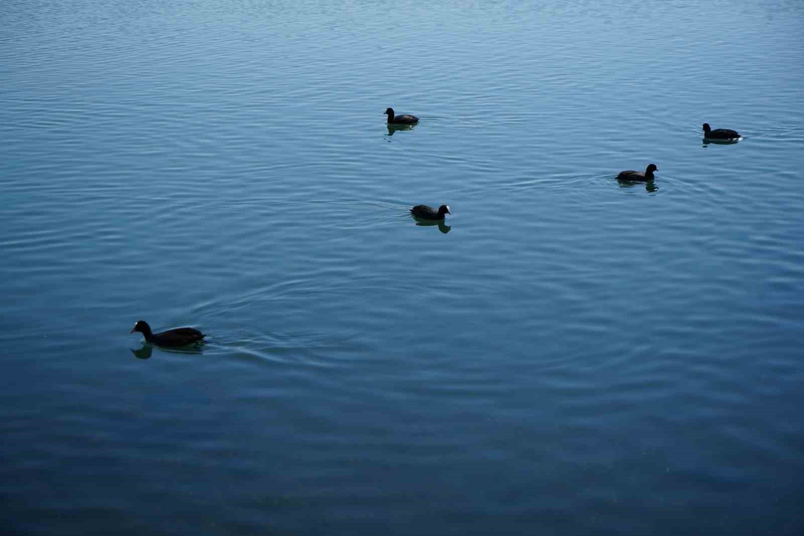 Ekşisu Sazlığı birçok kuş türüne ev sahipliği yapıyor
