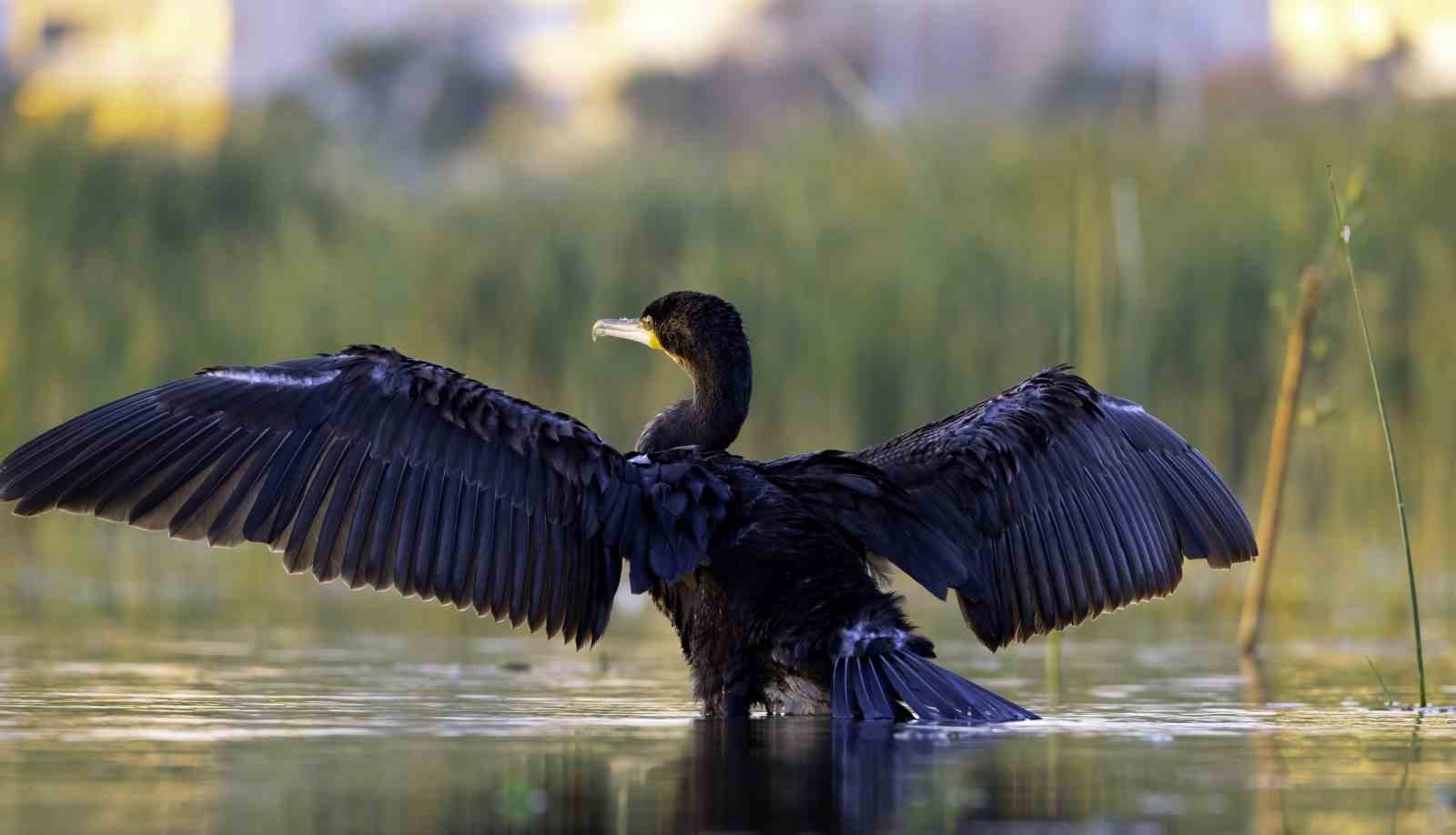 Ekşisu Sazlığı birçok kuş türüne ev sahipliği yapıyor