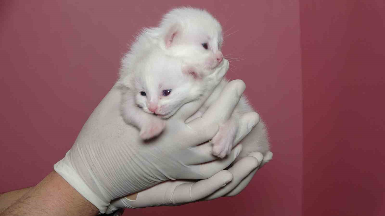 2025 yılının ilk Van kedileri dünyaya geldi