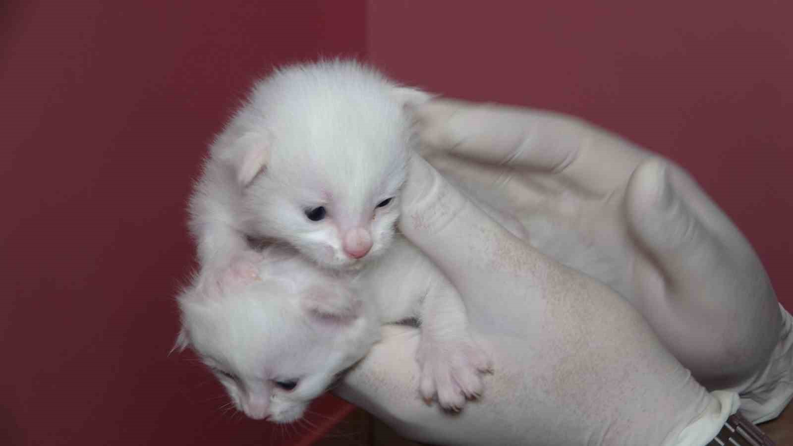 2025 yılının ilk Van kedileri dünyaya geldi