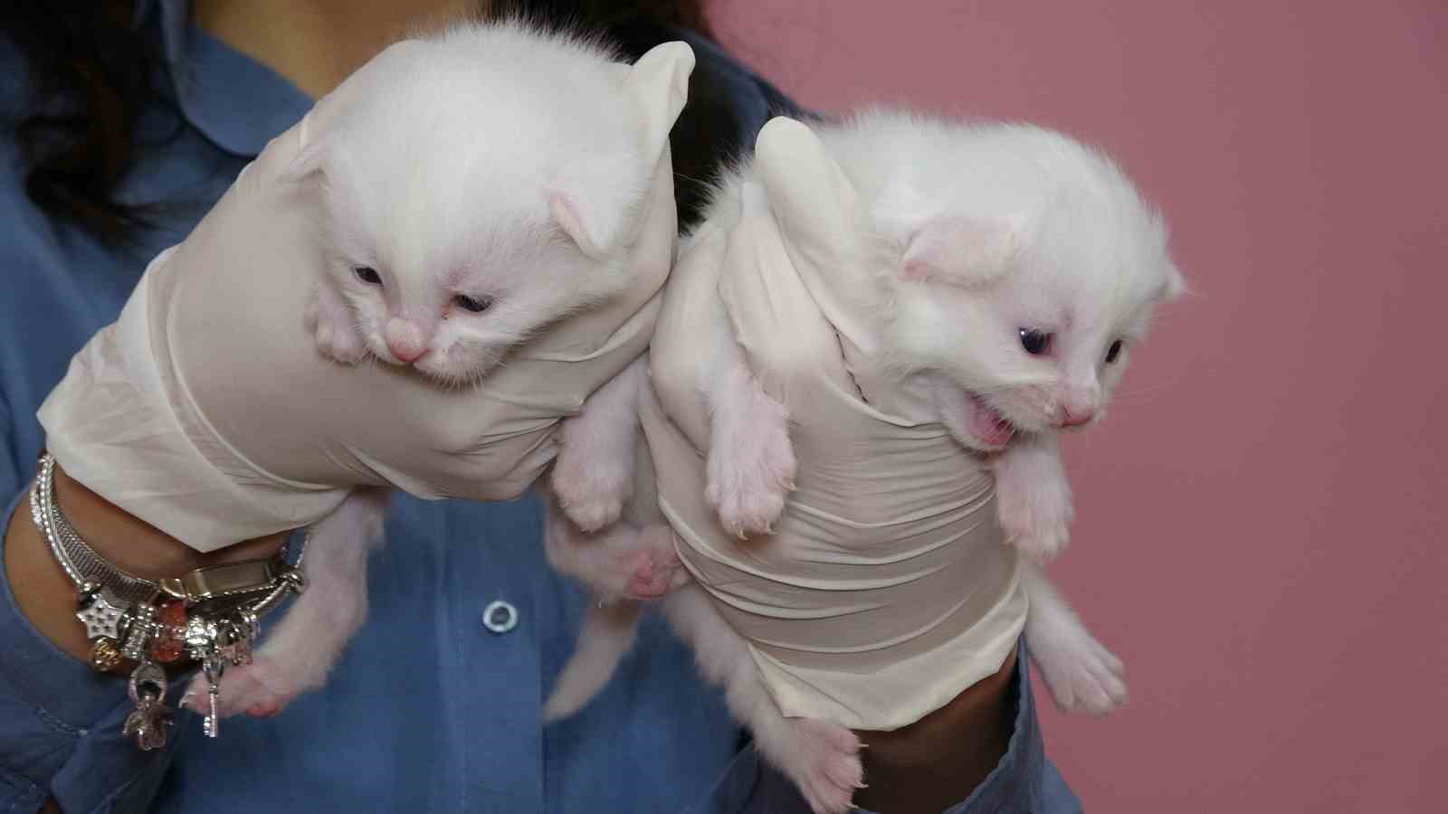 2025 yılının ilk Van kedileri dünyaya geldi