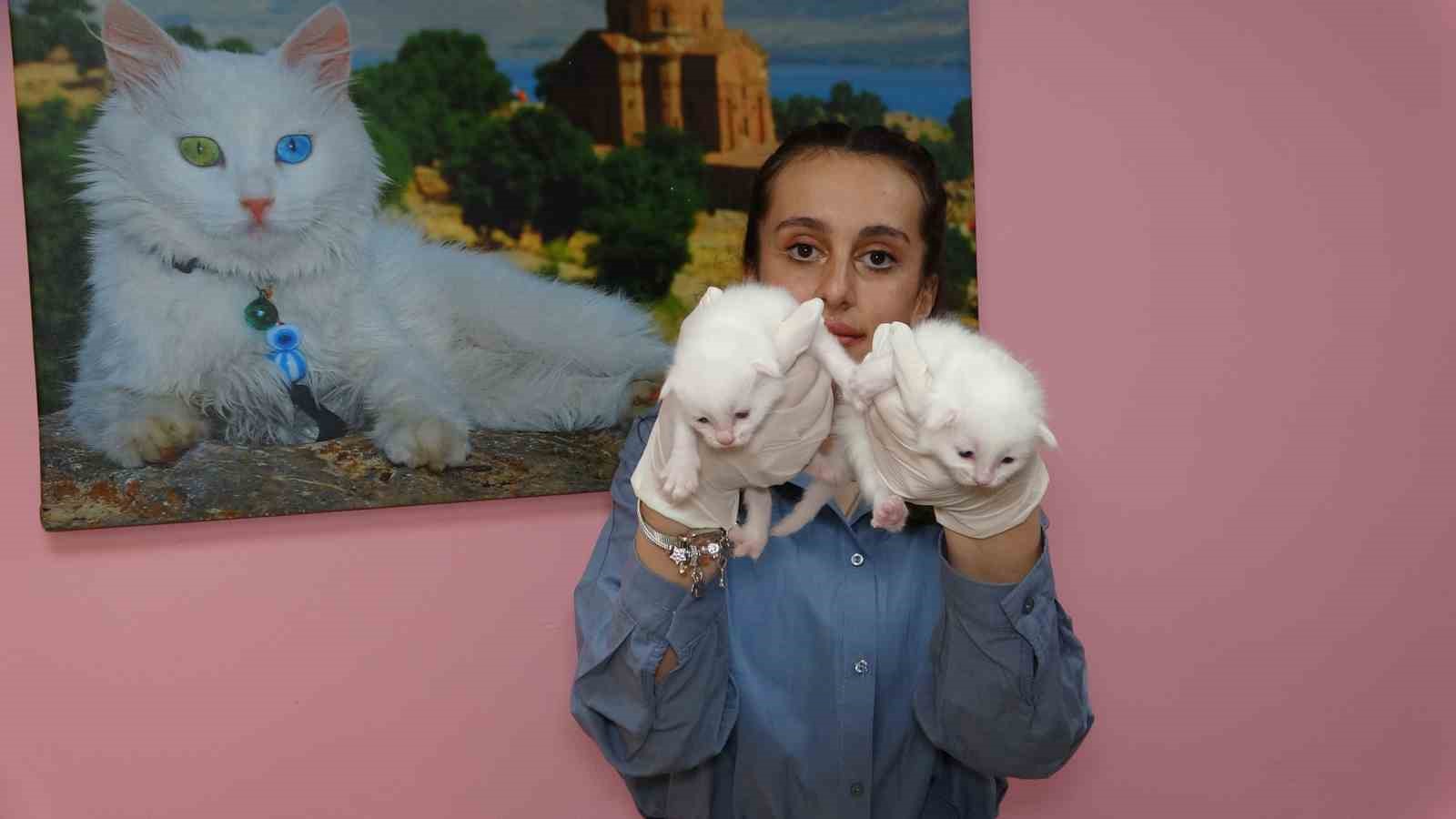 2025 yılının ilk Van kedileri dünyaya geldi