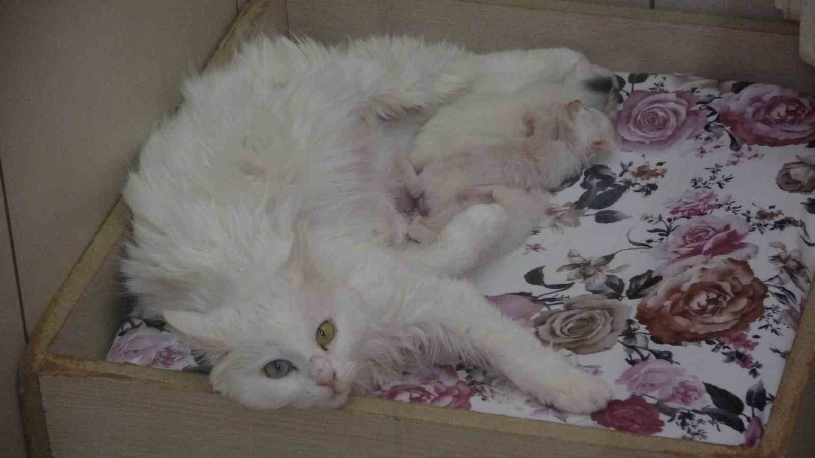 2025 yılının ilk Van kedileri dünyaya geldi