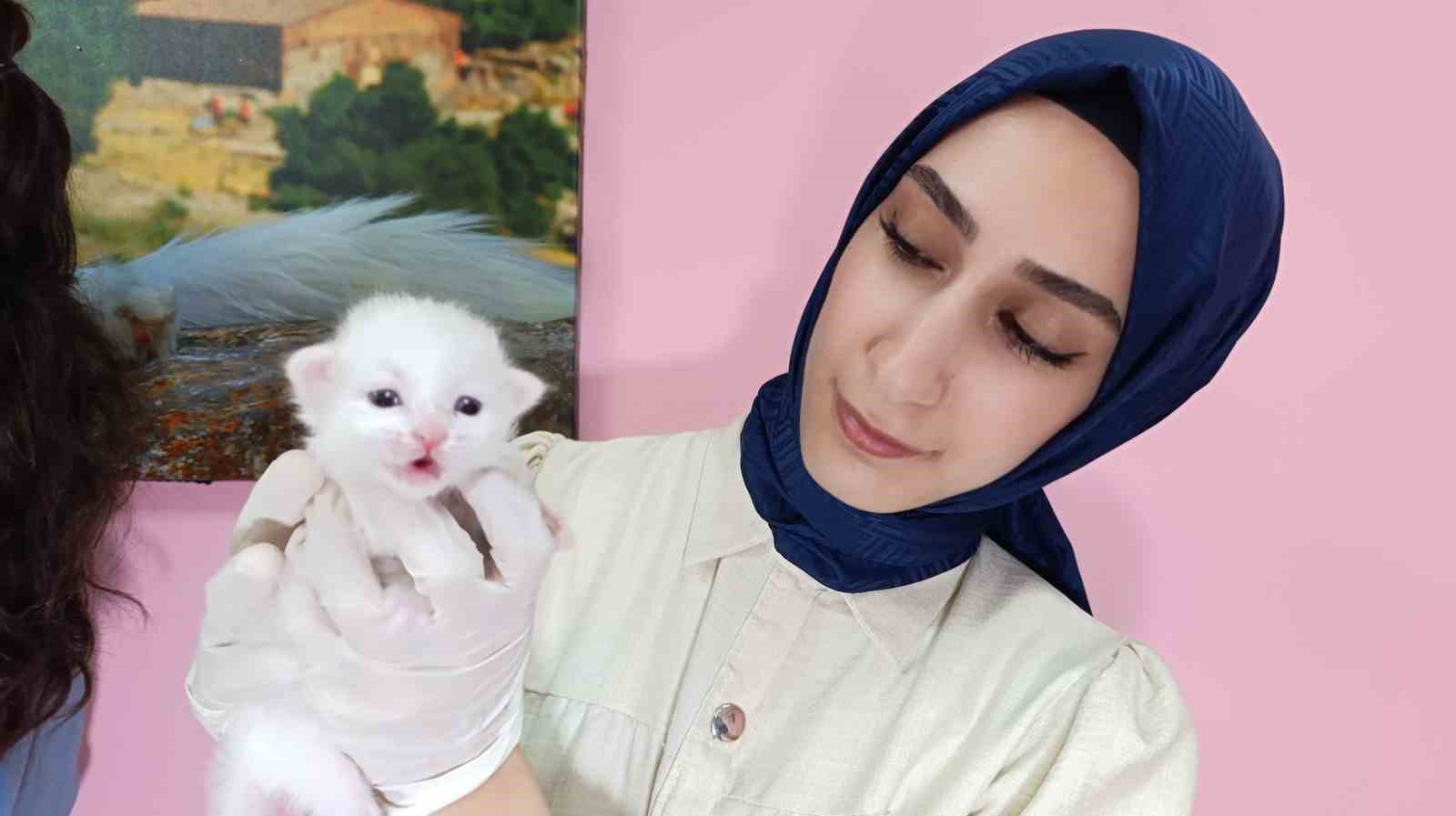 2025 yılının ilk Van kedileri dünyaya geldi