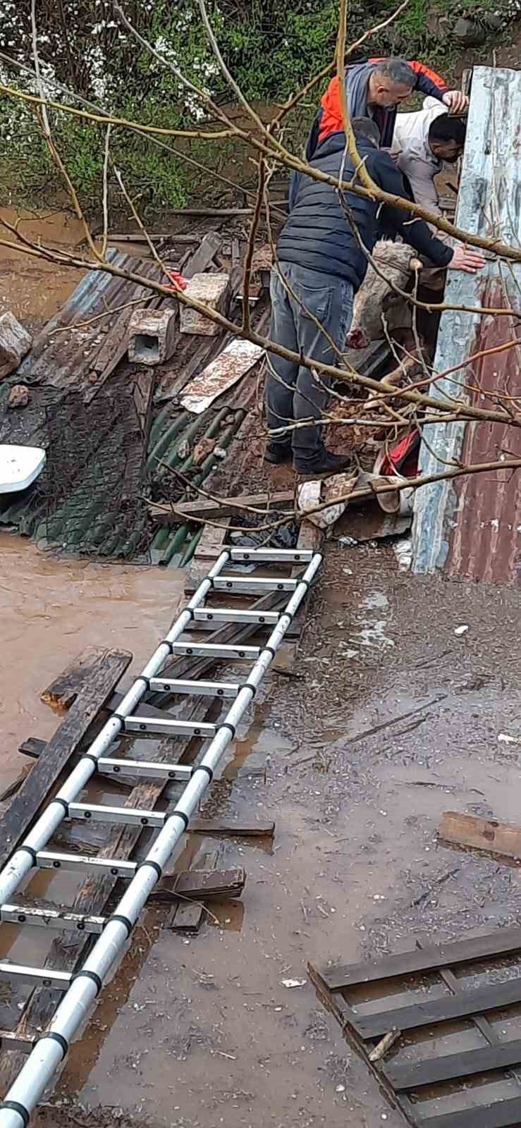 Bingöl’de sağanak felakete yol açtı: Su basan ahırda çok sayıda hayvan telef oldu