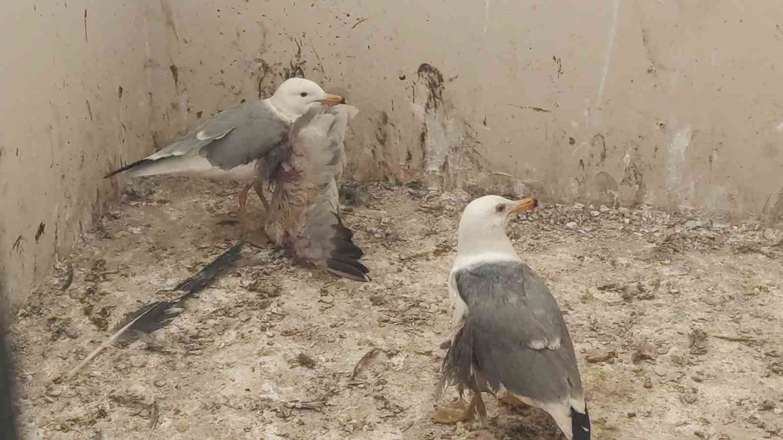 Van’da 2025 yılının ilk çeyreğinde 30 yaban hayvanı tedavi edildi