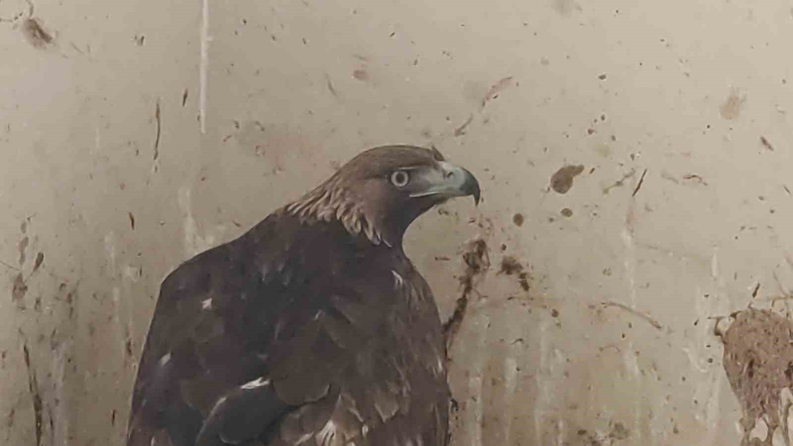 Van’da 2025 yılının ilk çeyreğinde 30 yaban hayvanı tedavi edildi