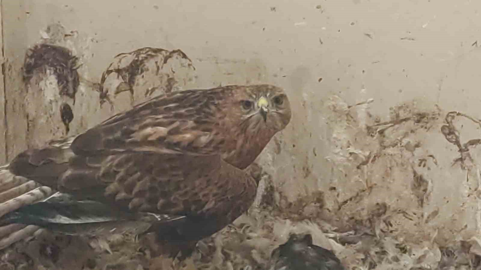 Van’da 2025 yılının ilk çeyreğinde 30 yaban hayvanı tedavi edildi