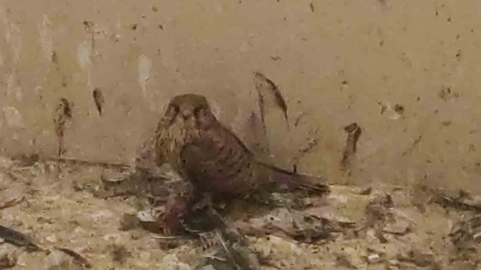 Van’da 2025 yılının ilk çeyreğinde 30 yaban hayvanı tedavi edildi