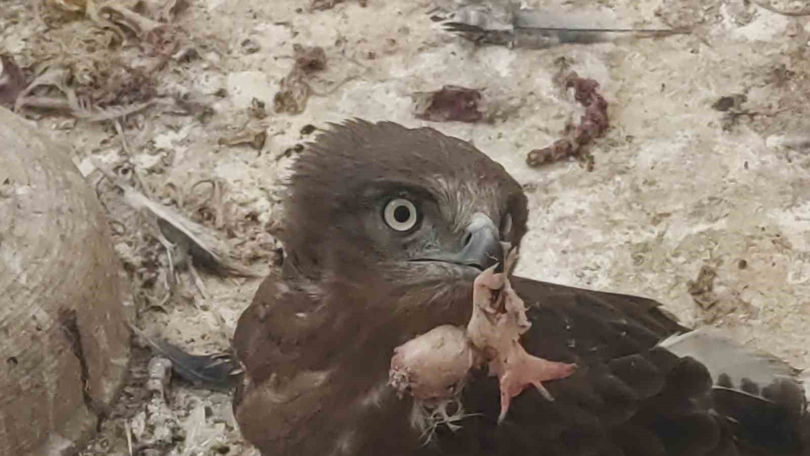 Van’da 2025 yılının ilk çeyreğinde 30 yaban hayvanı tedavi edildi