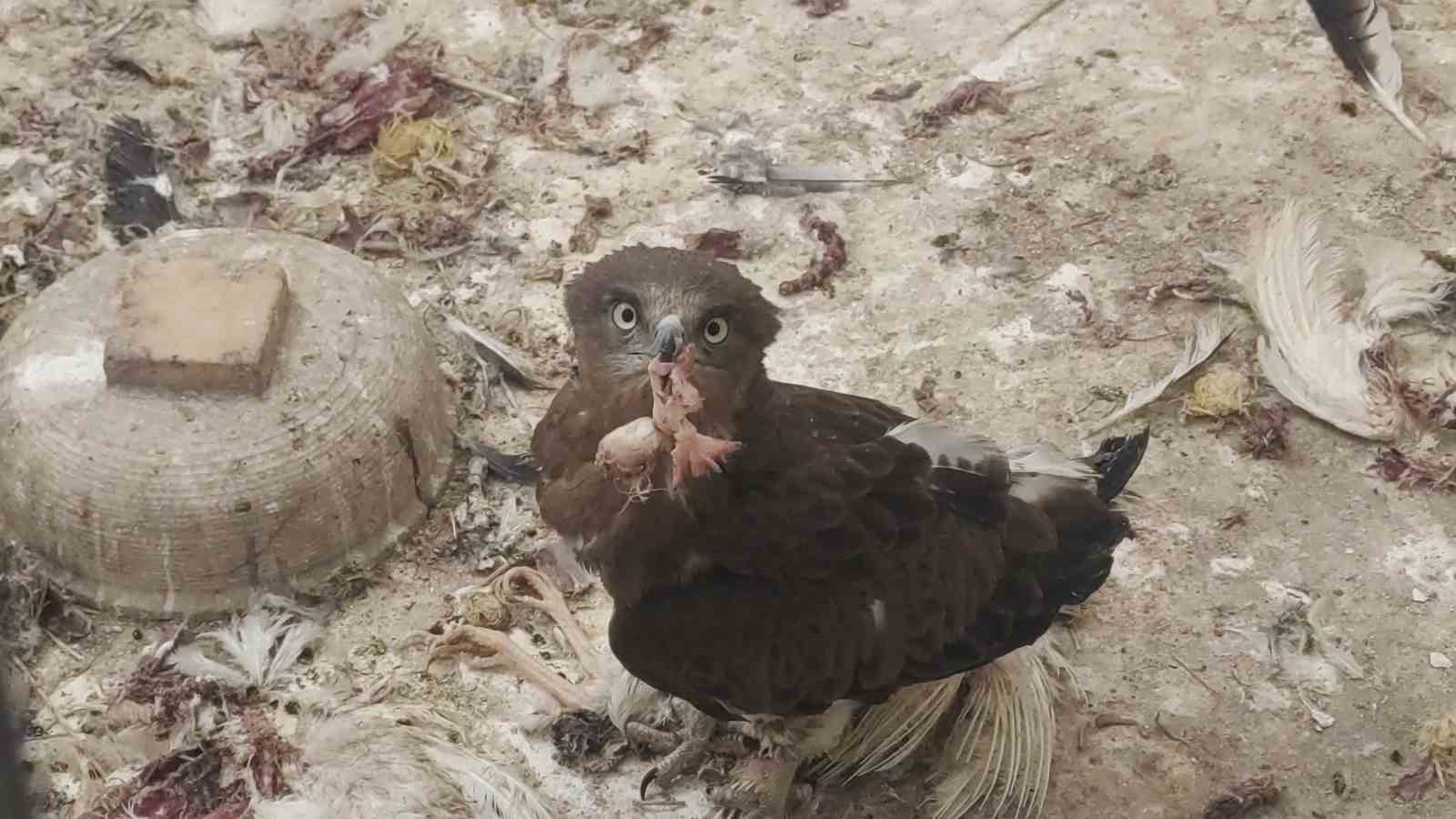 Van’da 2025 yılının ilk çeyreğinde 30 yaban hayvanı tedavi edildi