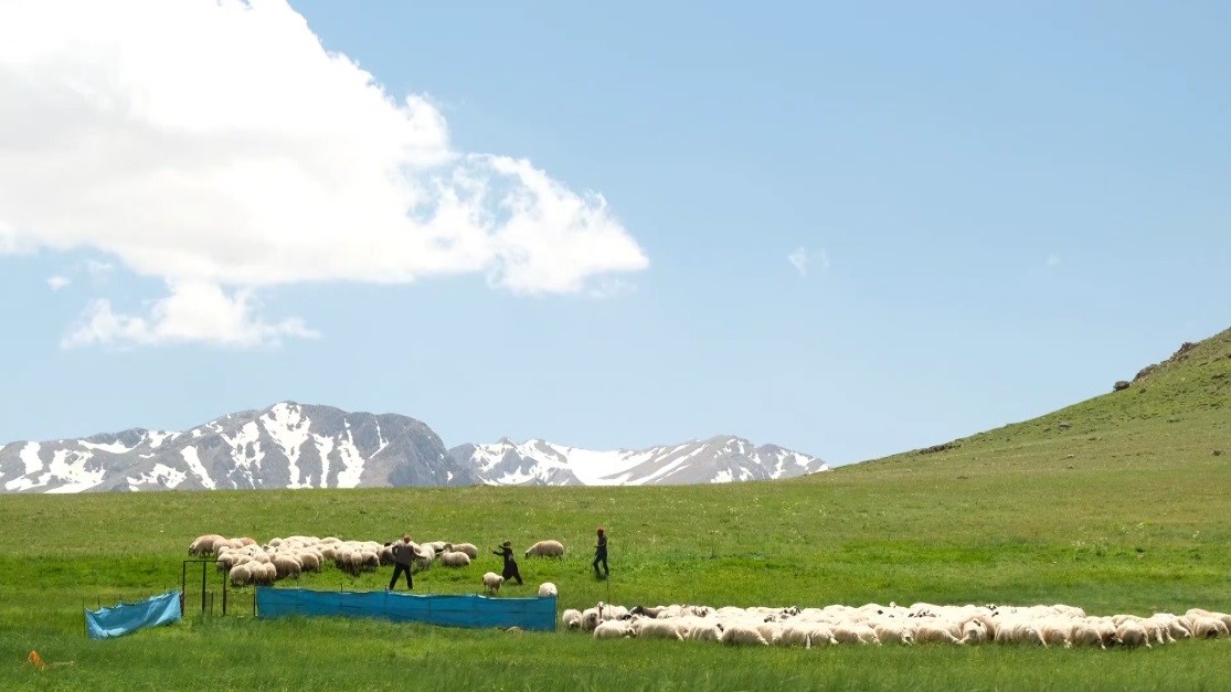 Erzincan’da ilkbaharın gelmesiyle yeşeren meralar oğlak ve kuzuların sesleriyle şenlendi