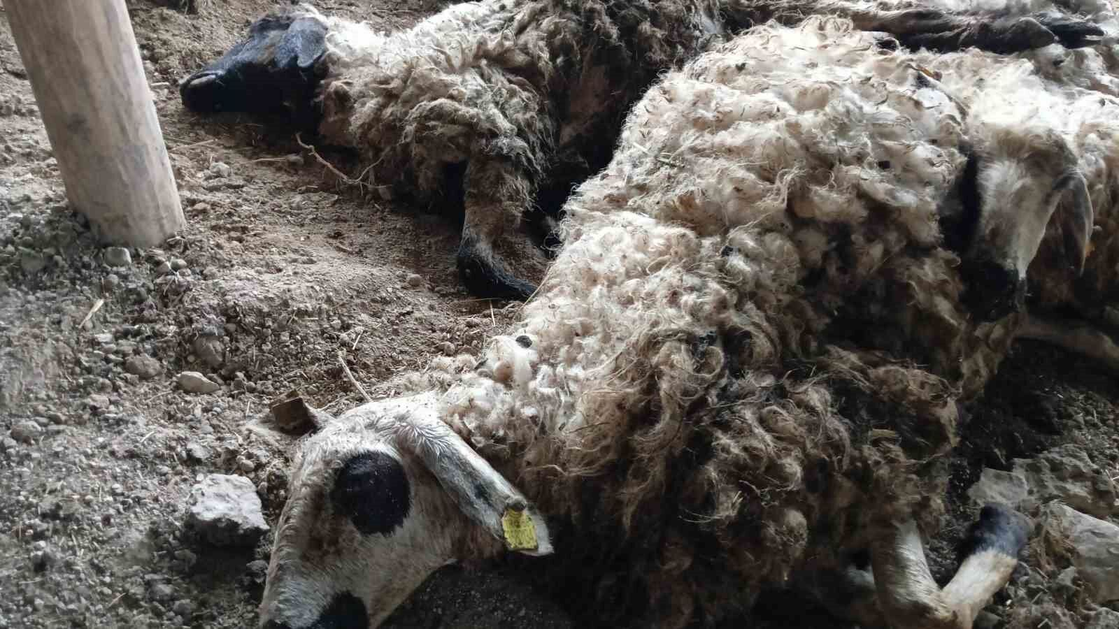 Tunceli’de izdiham oluşan ağılda 11 koyun telef oldu