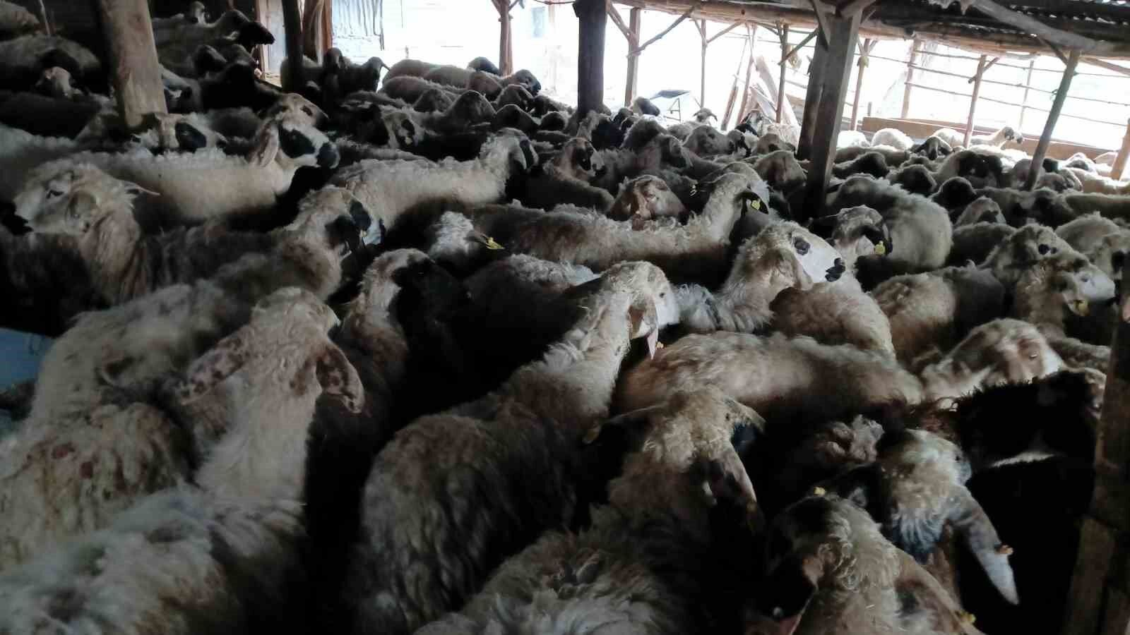 Tunceli’de izdiham oluşan ağılda 11 koyun telef oldu