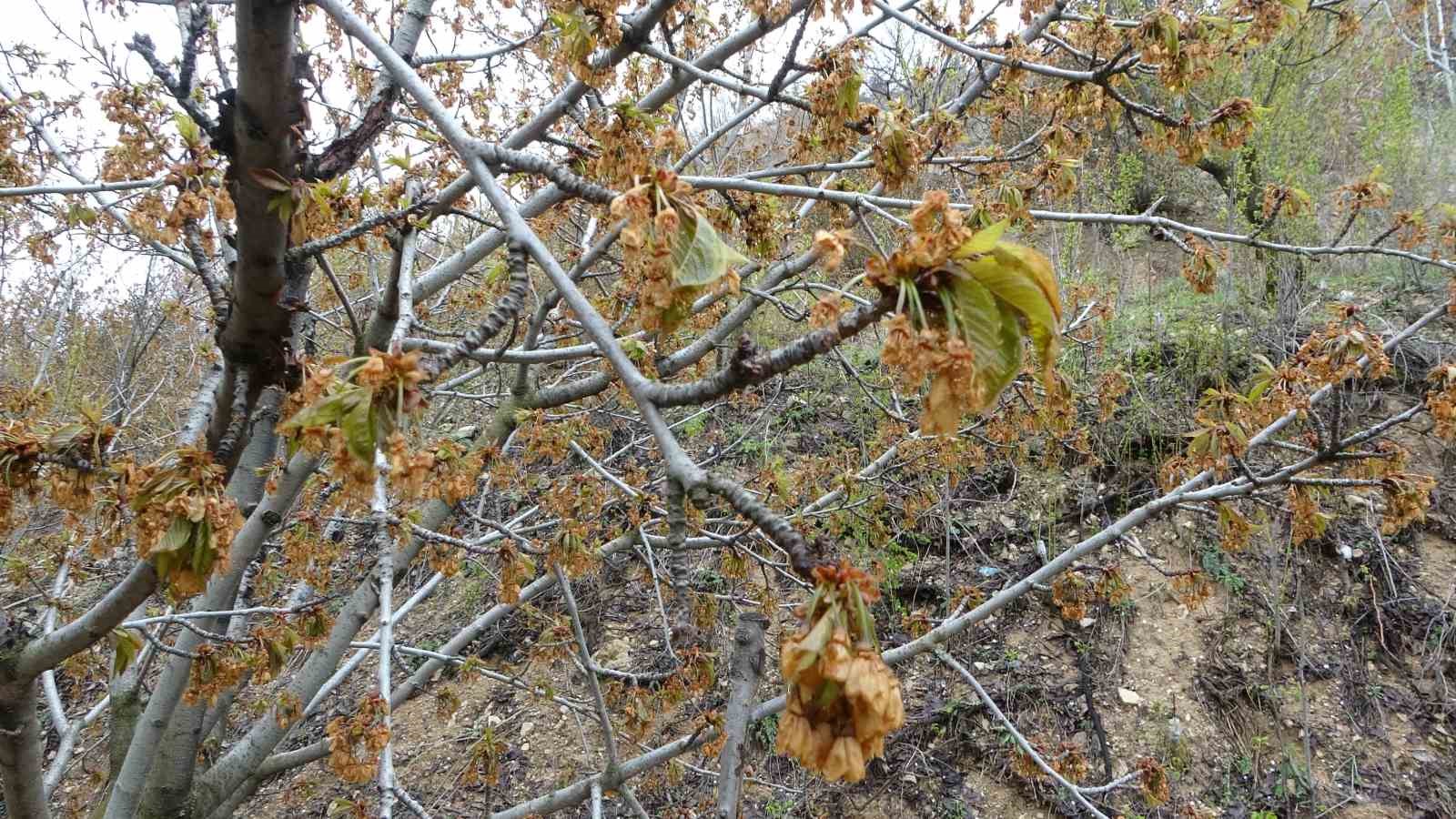 Zirai don, Malatya’nın tescilli dalbastı kirazını da vurdu