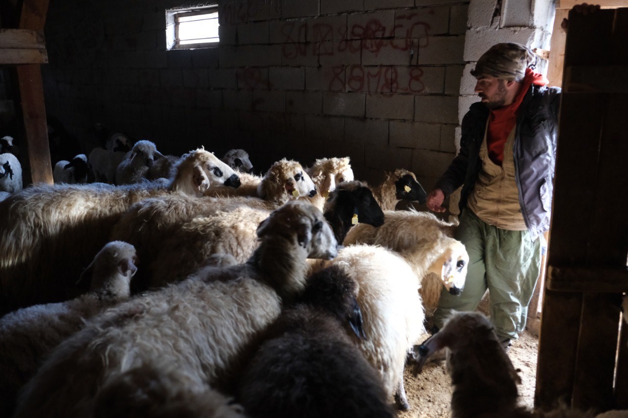 Erzincan’da koyun ve kuzuların coşkulu buluşması havadan görüntülendi