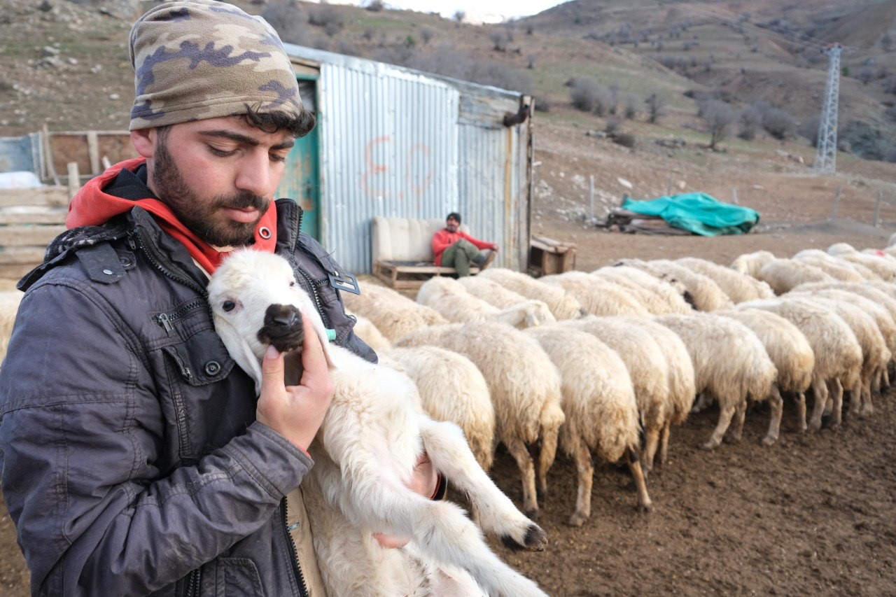 Erzincan’da koyun ve kuzuların coşkulu buluşması havadan görüntülendi