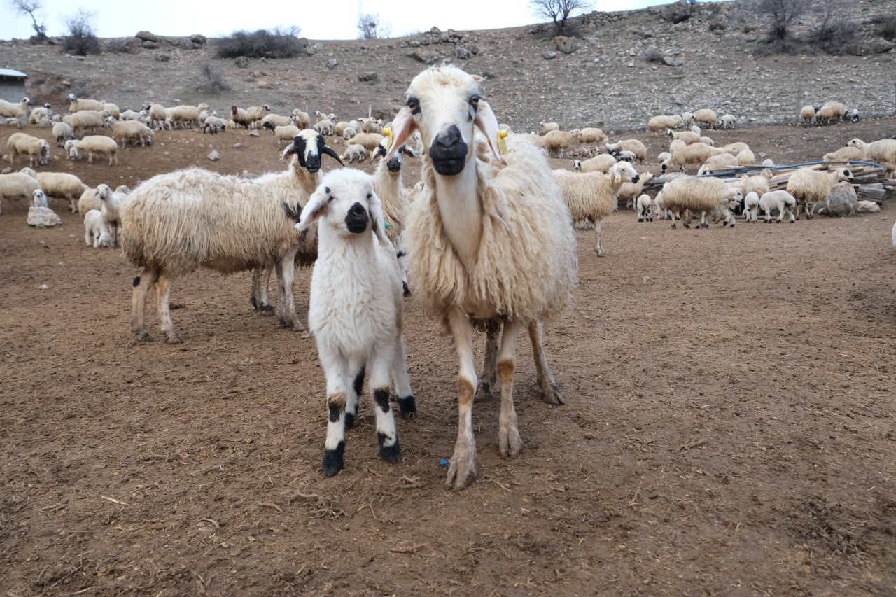 Erzincan’da koyun ve kuzuların coşkulu buluşması havadan görüntülendi