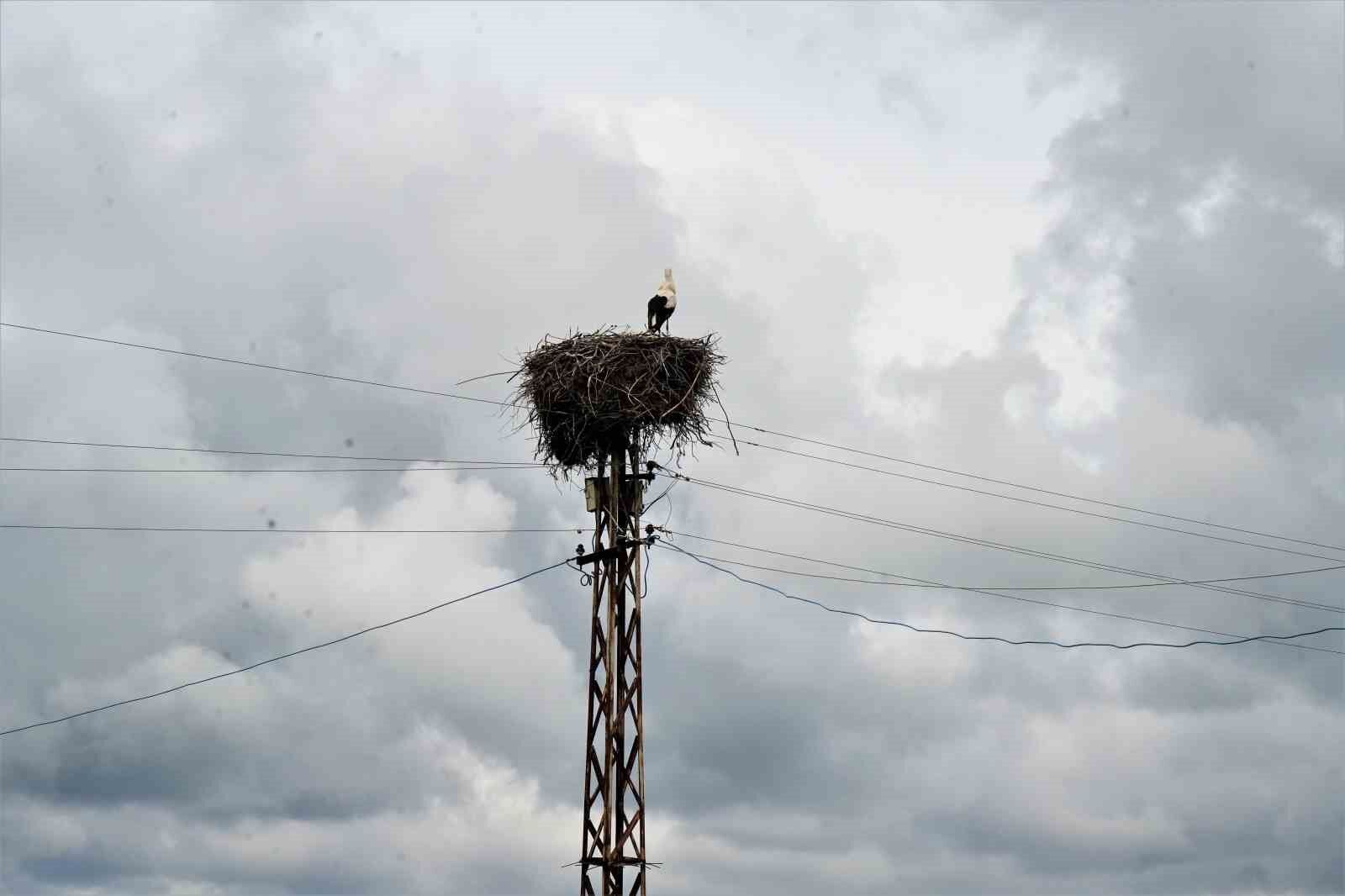 Leylekler Muş Ovası’na döndü