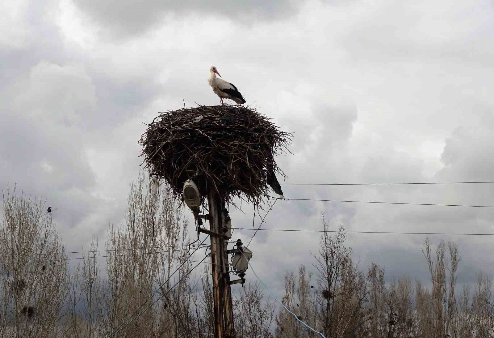 Leylekler Muş Ovası’na döndü