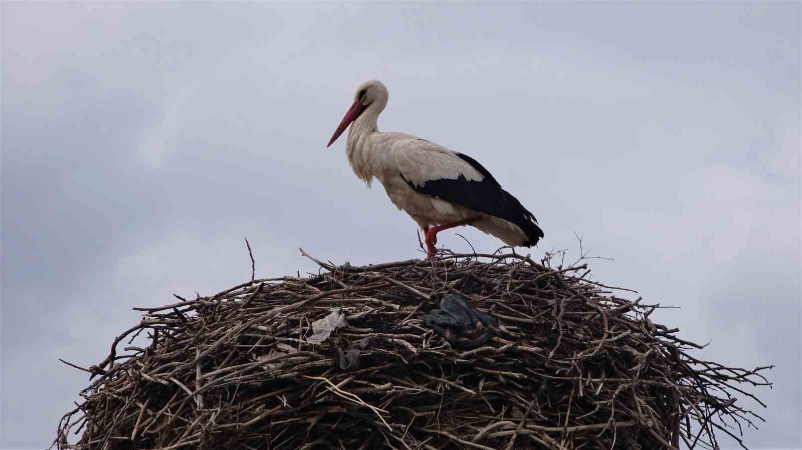 Leylekler Muş Ovası’na döndü