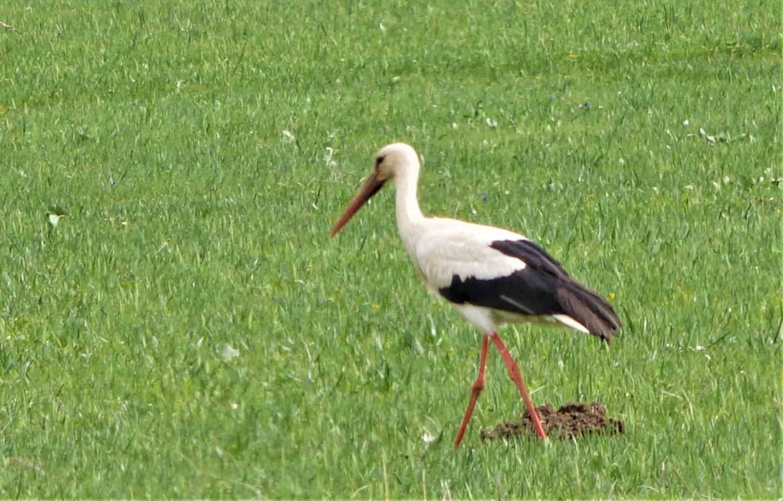 Leylekler Muş Ovası’na döndü