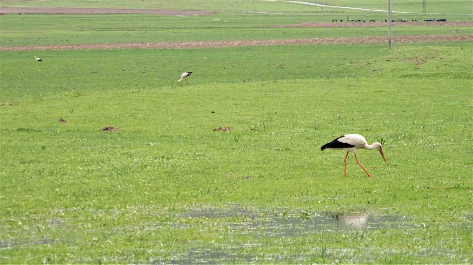 Leylekler Muş Ovası’na döndü