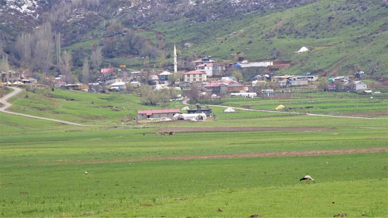 Leylekler Muş Ovası’na döndü