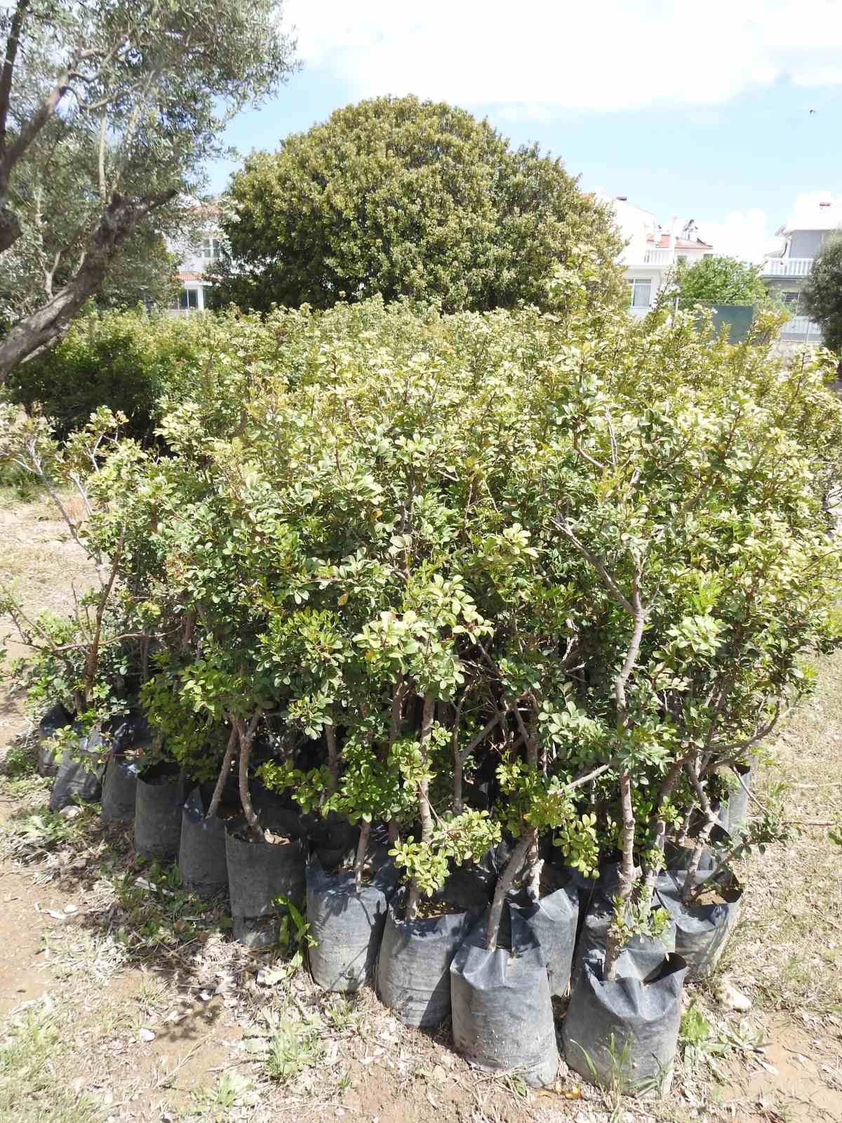 Çeşme’nin coğrafi işaretli ’damla sakızı’, yüksek fiyatı ve ekonomik potansiyeliyle dikkat çekiyor