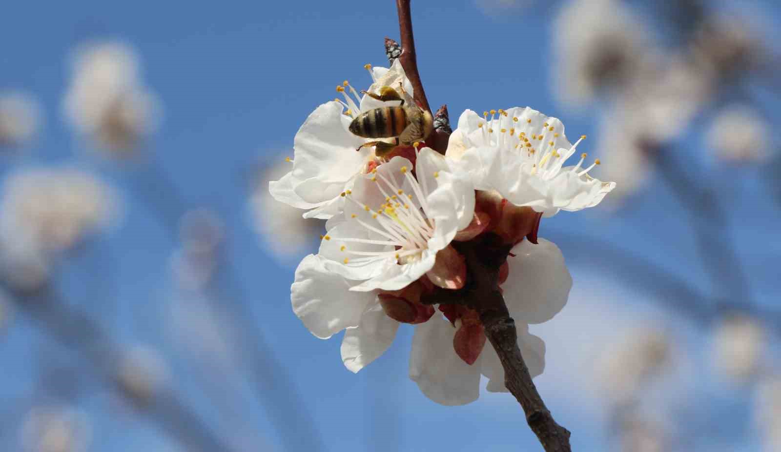 Erzincan’da kıştan çıkan bal arıları açan çiçeklerle buluştu
