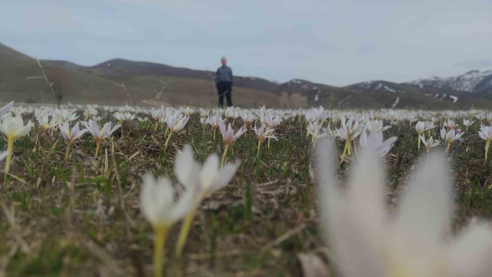 Van’da baharın müjdecisi kardelenler açtı