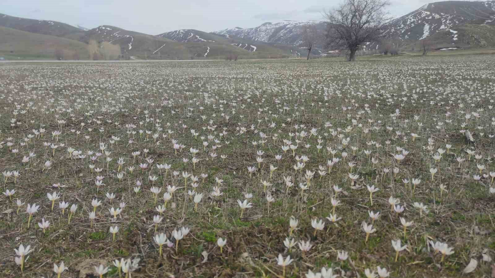 Van’da baharın müjdecisi kardelenler açtı