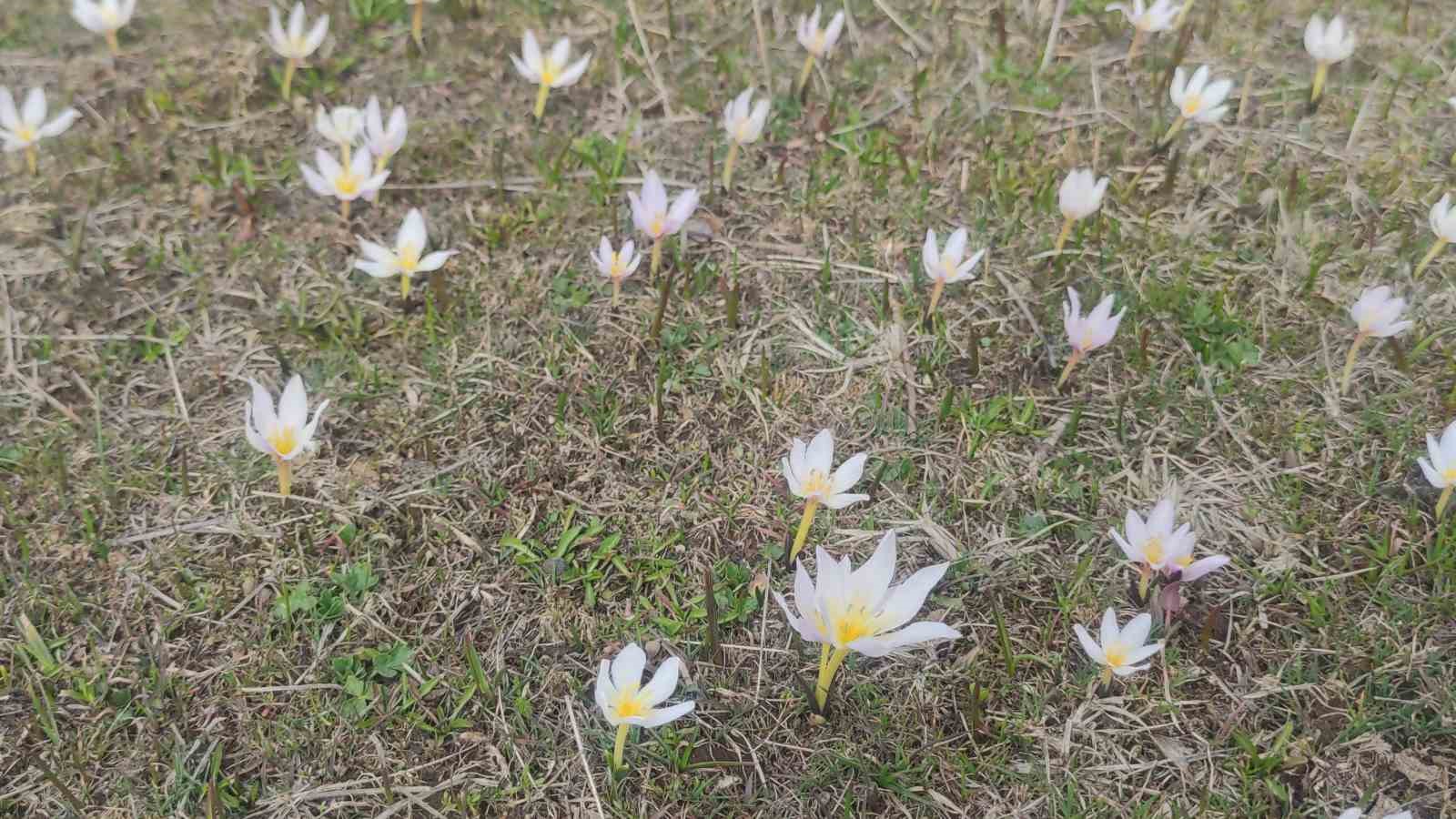 Van’da baharın müjdecisi kardelenler açtı