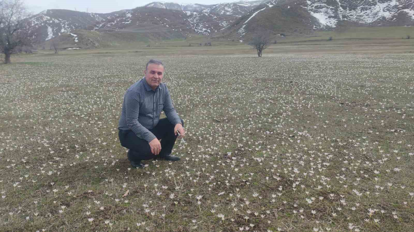 Van’da baharın müjdecisi kardelenler açtı