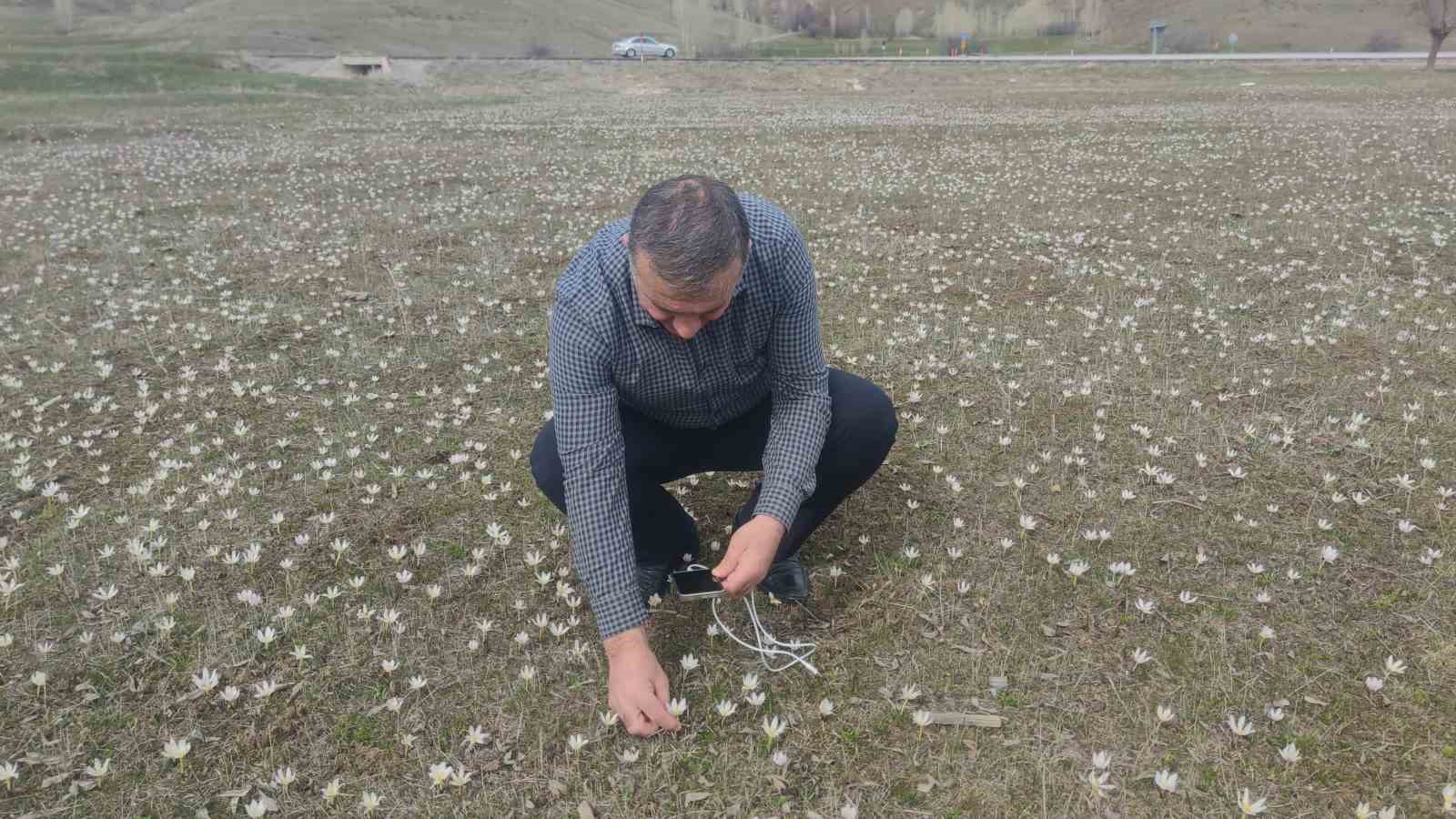 Van’da baharın müjdecisi kardelenler açtı