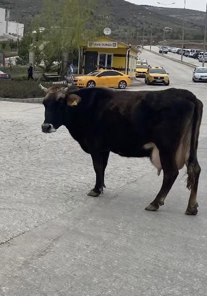 Elazığ’da yolunu kaybeden inek hastane önünü mesken tuttu