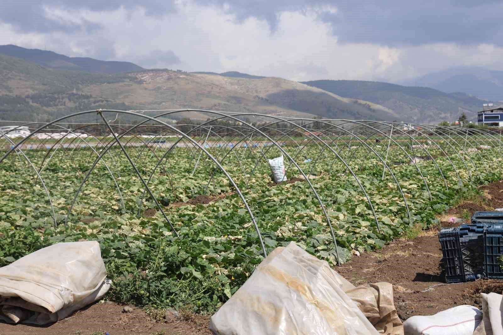 Amik Ovası’nda bereketli salatalık hasadı