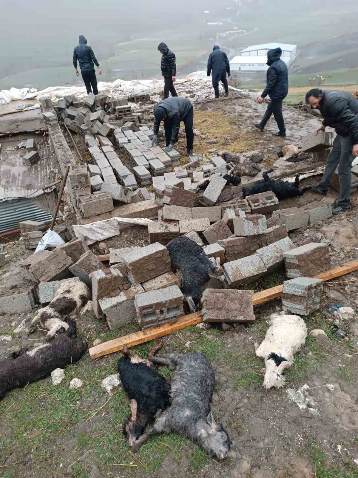 Hakkari’de ahır çöktü: 25 küçükbaş hayvan telef oldu