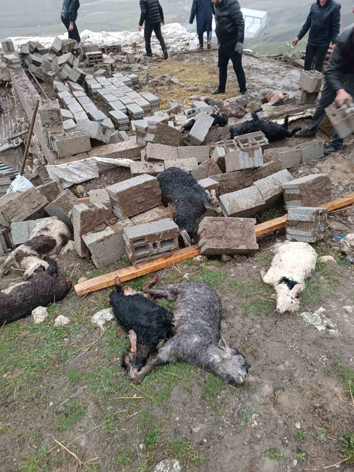 Hakkari’de ahır çöktü: 25 küçükbaş hayvan telef oldu
