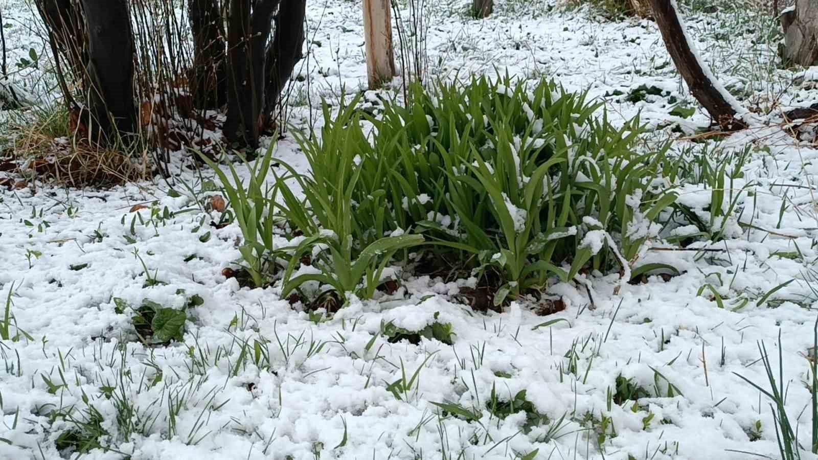 Van’da nisan sürprizi: Çiçek açan ağaçlara kar yağdı